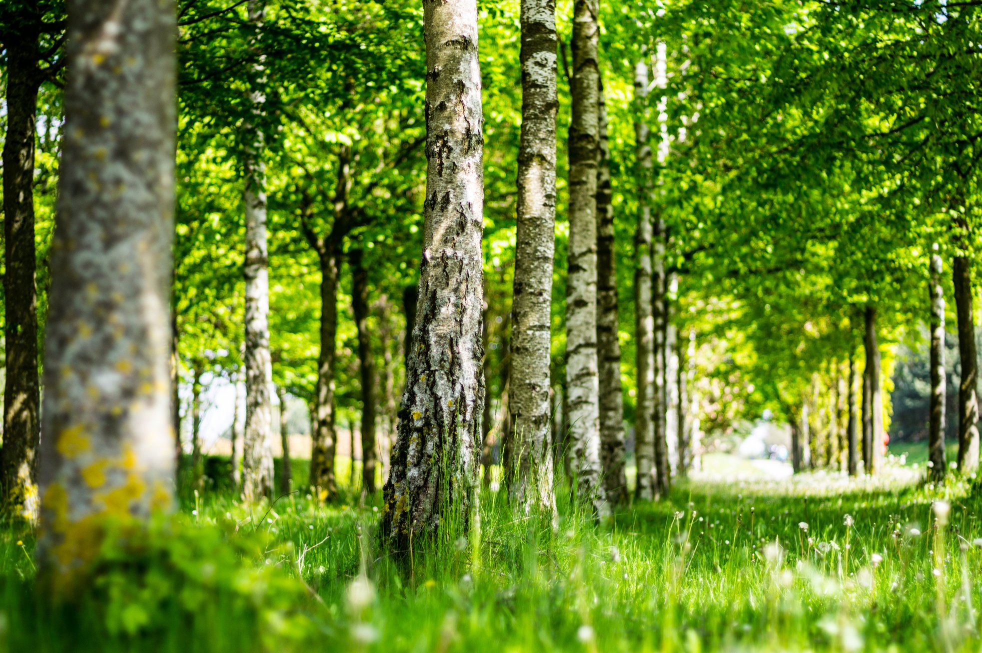 Trees - birch trees